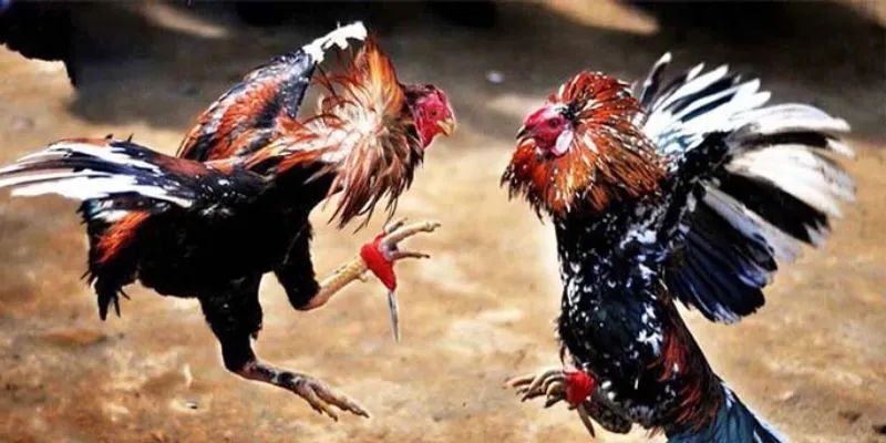 tang-co-hoi-thang-lon-khi-choi-da-ga-yo88-moi-ngay