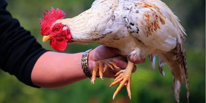 xo-ga-choi-xong-nen-de-chien-ke-nghi-ngoi-day-du